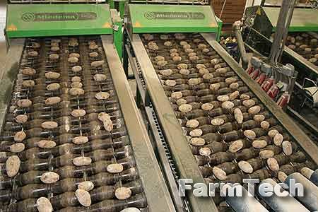 Машина для резки семенного картофеля Miedema PGS