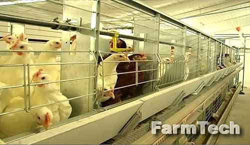 Оборудование клеточное для выращивания родительского стада кур-несушек НЗСМ ОКПБ