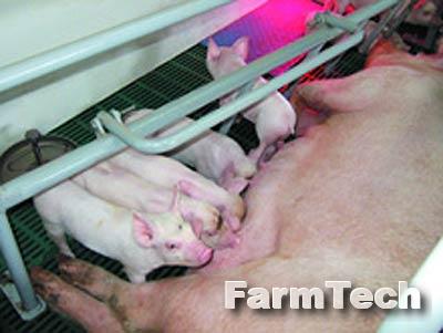 Оборудование для содержания свиноматок с поросятами Техна СТМ